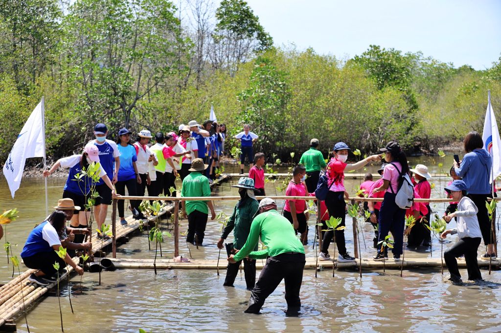 Koh Samui Municipality and Bangkok Airways Collaborate on Mangrove Planting Initiative